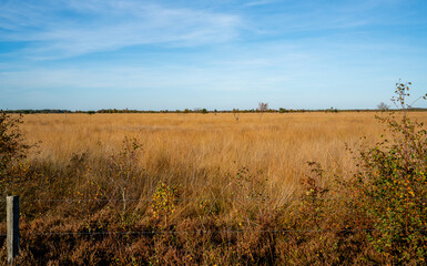 Landscape in a marshland in Bargerveen, Netherlands
