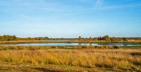Swamp in a marshland in Bargerveen, Netherlands
