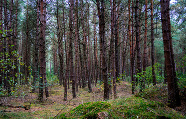 Multiple pine trees in a forest
