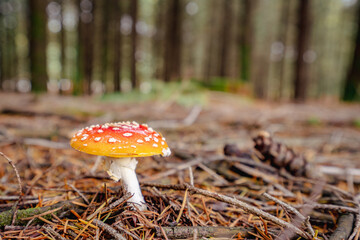 Agaric mushroom in forest