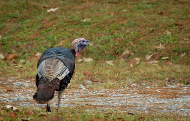 Wild Turkey Hen strutting down a road in a wildlife sanctuary in Rome Georgia.