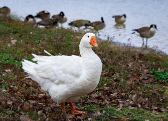 White Goose on the edge of a pond at Garden lake in Rome Georgia.