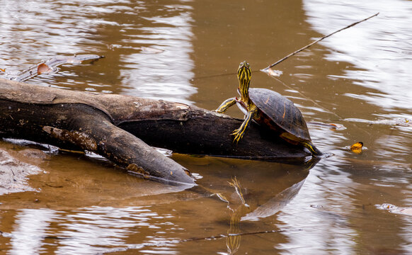Yellow Pond Slider basking on a log at a park in Roswell Georgia.