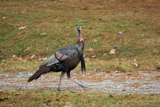 Wild Turkey Hen Strutting Down A Road In A Wildlife Sanctuary In Rome Georgia.