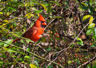 Cardinal posing in the undergrowth at a wildlife park in Roswell Georgia.