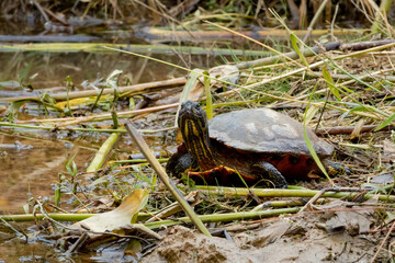 Slider Turtle at a wildlife refuge in Roswell Georgia.