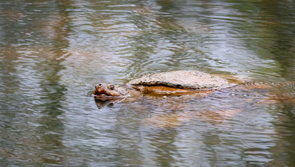 Common Snapping Turtle swimming in a pond at a wildlife sanctuary in Rome Georiga.