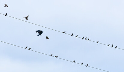 Starling and Crow faceoff on telephone wires in Rome Georgia.