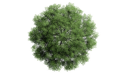3D Top view Green Trees Isolated on PNGs transparent background , Use for visualization in architectural design or garden decorate	
