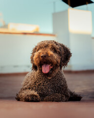 Cheerful purebred Spanish water dog lying on the roof floor