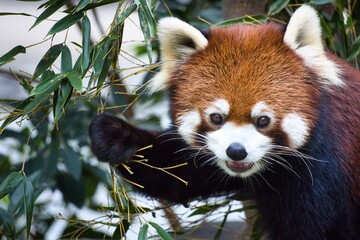 ふわふわした毛並みの可愛いレッサーパンダ