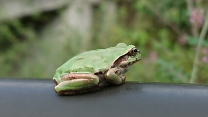 frog on a leaf