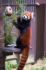 ふわふわした毛並みの可愛いレッサーパンダ