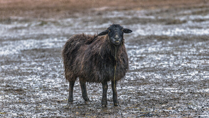 Obraz premium mouton noir sous la pluie