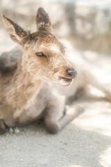 広島 暖かい日差しを浴びてリラックスする宮島の鹿