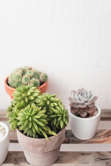 Succulents in pots. Houseplants concept