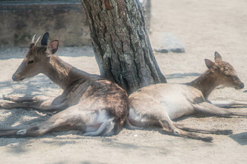 広島 宮島で仲良く寄り添って過ごす野生の鹿