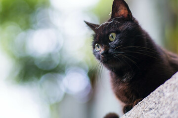 日本の京都の森に暮らす丸い瞳が可愛らしい黒猫