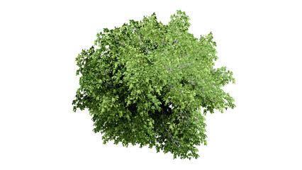 3D Top view Green Trees Isolated on PNGs transparent background , Use for visualization in architectural design or garden decorate	
