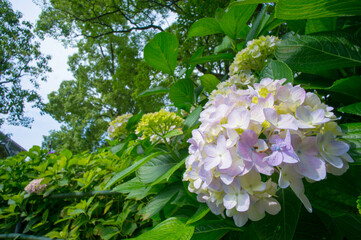 京都 梅雨の藤森神社に咲く緑に包まれた美しい紫陽花