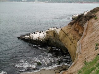 High-angle view of pelicans and lava gulls flocks perching on the waterside rocky formations