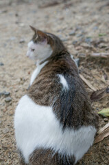 森の中でリラックスして過ごす野良猫