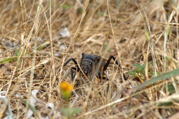 Tarantula hawk wasp on the ground, in a field in Cotacachi, Ecuador