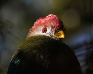 Turaco crestirojo