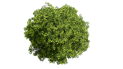 3D Top view Green Trees Isolated on PNGs transparent background , Use for visualization in architectural design or garden decorate	
