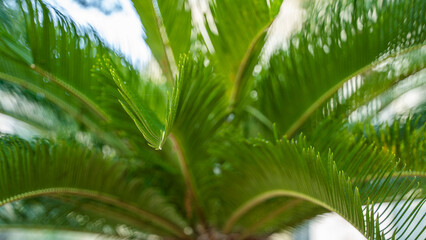 cacti beach palm trees malta island