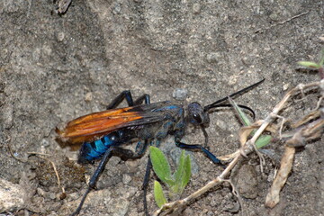 Tarantula hawk wasp on the ground, in a field in Cotacachi, Ecuador