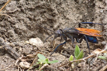Tarantula hawk wasp on the ground, in a field in Cotacachi, Ecuador