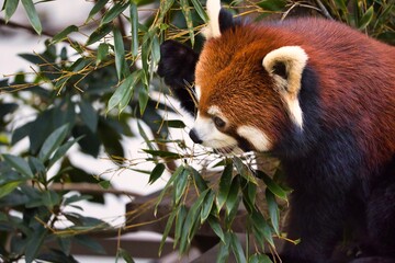 ふわふわした毛並みの可愛いレッサーパンダ