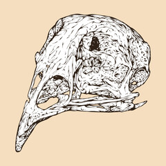 Fototapeta premium quail skull head vector illustration