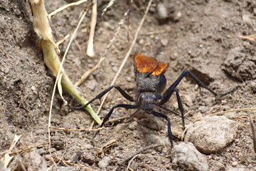 Tarantula hawk wasp on the ground, in a field in Cotacachi, Ecuador