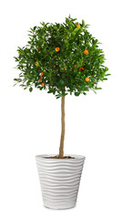 tangerine or orange tree with fruits in a large pot, isolated
