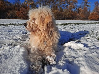 Goldendoodle auf verschneiter Wiese