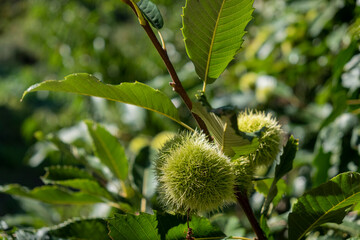 chestnut hedgehogs on the tree in summer