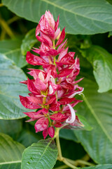 Justicia Vermelha flower, Funchal, Madeira