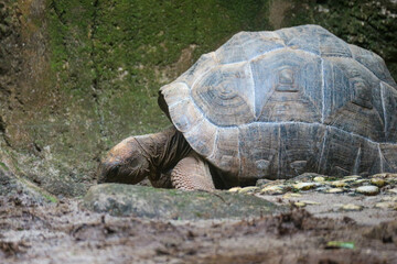 The Aldabra giant tortoise or Aldabrachelys gigantea is one of the largest tortoises in the world.