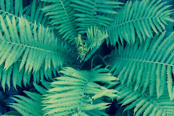 Background from fern bush, top view. Fern leaves. Green fern plant for branding, calendar, post, card, screensaver, wallpaper, poster, banner, cover, website. High quality photo