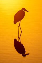 Great Blue Heron at Sunset