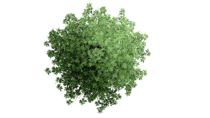 Fototapeta premium 3D Top view Green Trees Isolated on PNGs transparent background , Use for visualization in architectural design or garden decorate 