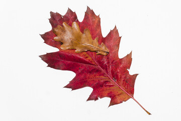 Autumn painting, red oak leaf isolated on white background, different colors. The smaller rests on the larger. Red, orange, brown dry autumn leaves. Botanical educational concept