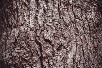 Background of brown tree bark, close-up. Relief natural texture of oak trunk for publication, screensaver, wallpaper, card, poster, banner, cover, website, post. High quality photo