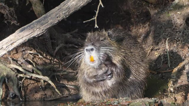 Giant nutria, myocastor coypus with distinctive large orange teeth bathing on the shore in front of its burrow home, scratching with its little claws in a swampy lakeside environment, close up shot.
