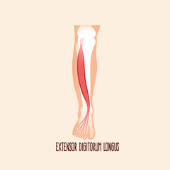Extensor digitorum longus muscle, vector illustration. 