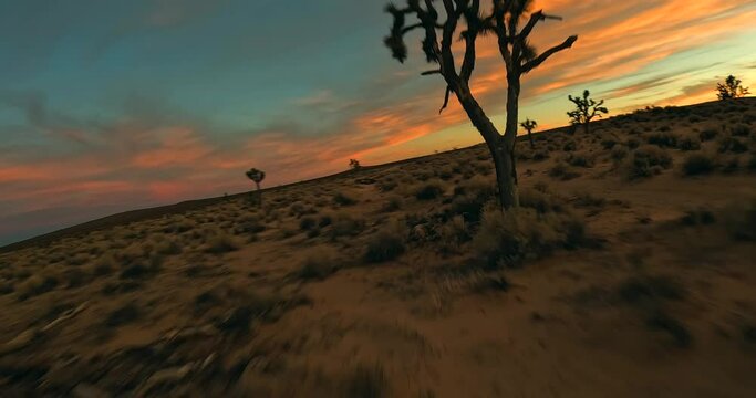 Stunning sunset in the Mojave Desert - fast first-person view flight between Joshua trees in this iconic landscape