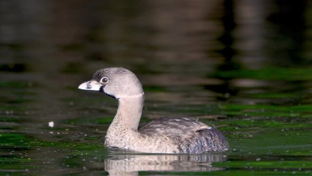 Wildlife close up shot of a wild pied-billed grebe, podilymbus podiceps spotted in its natural habitat at 3 de febrero park, palermo woods, swimming and paddling across the lake at lago de regatas.