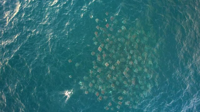 Group of Devil Rays in the sea of Cortez in Mexico - birds eye, aerial view